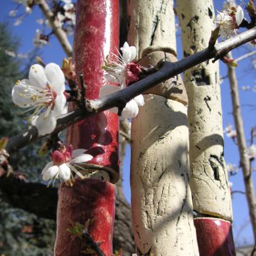 Sehnsucht nach dem Frühling!