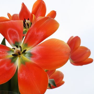 FRÜHLING